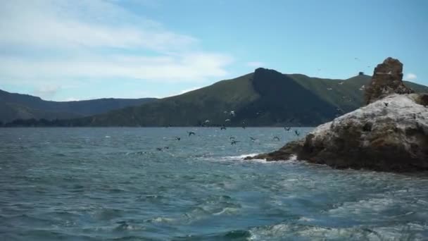 Grupo Pássaros Rei Transa Gaivota Voando Acima Oceano Marlborough Sounds — Vídeo de Stock