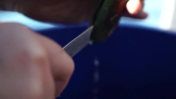 新鮮な生のニュージーランドをきれいにするためにナイフを使用する人マールボロの農場からのグリーンシェルムール貝の音 — ストック動画