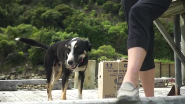 Slowmo Cão Preto Pastor Alemão Agricultor Uma Doca Nova Zelândia — Vídeo de Stock