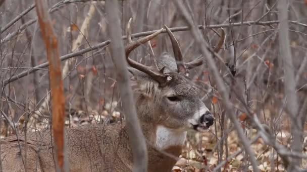 Primo Piano Whitetail Deer Buck Che Mastica Contentamente Suo Bolo — Video Stock