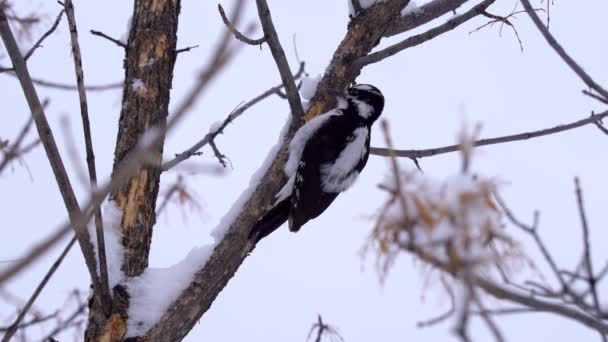 Downy Woodpecker Perto — Vídeo de Stock