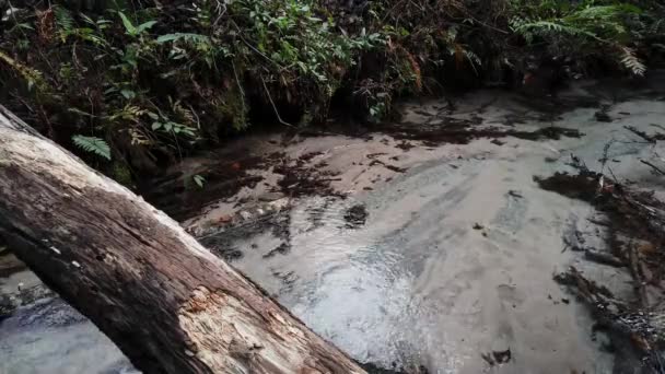 Country Creek Traverse Une Forêt Verdoyante Bubbling Brook Floride Eau — Video