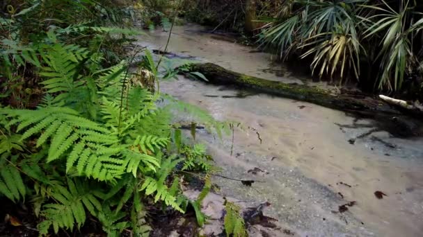 Corriente Que Fluye Desde Primavera Florida Través Bosque Verde Bubbling — Vídeos de Stock