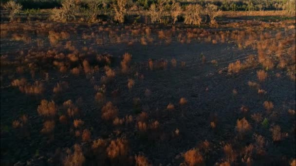 Drone Terbang Rendah Dan Lambat Atas Semak Semak Padang Rumput — Stok Video