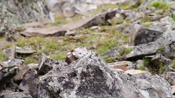 アルバータ州南西部の山々の岩の間で食べ物を集める背景がぼやけているピカのクローズアップ — ストック動画