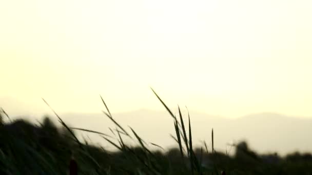 Спокійно Махати Травою Заході Сонця — стокове відео