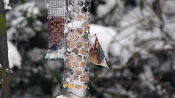 Zimowy Śnieżny Ustawienie Nuthatch Siaduję Karmnik Ptak Strzał Zwolnionym Tempie — Wideo stockowe