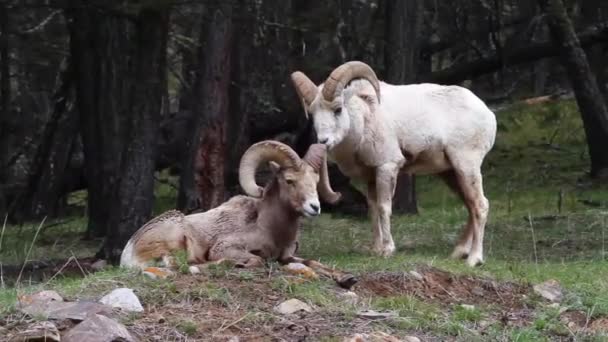 Dickhornschafe Streicheln Einander Der Rocky Mountain Region Südwesten Albertas — Stockvideo