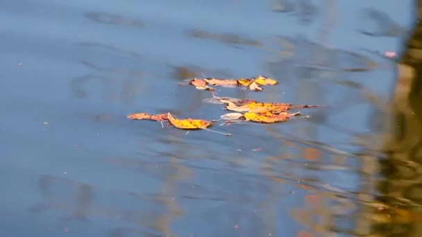 Розташування Поваленого Листя Поверхні Ставка Парковій Місцевості Альберти Осінній Сезон — стокове відео