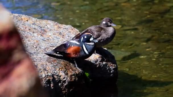 Dekat Harlequin Ducks Bertengger Batu Samping Sungai Pegunungan Selatan Barat — Stok Video