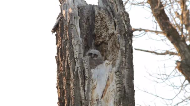 Μεγάλες Κερασφόρος Owlets Περιμένουν Ανυπόμονα Στη Φωλιά Για Τραφούν Στο — Αρχείο Βίντεο