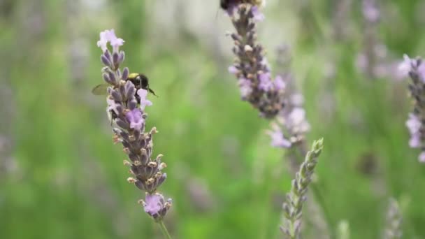 Två Humlor Som Samlar Lavendelblommans Pollen — Stockvideo