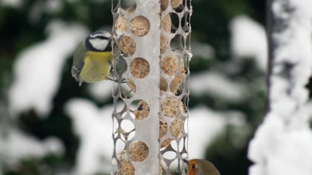 Robin Blue Tit Compete Food Fat Ball Bird Feeder Snowy — Αρχείο Βίντεο