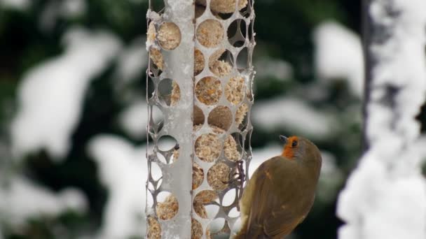 Närbild Robin Fet Boll Fågel Matare Snöig Miljö Brittiska Trädgården — Stockvideo