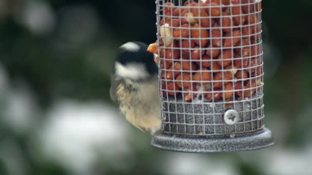 Coal Tit Feeding Peanuts Bird Feeder Shallow Focus Snowy Environment — ストック動画