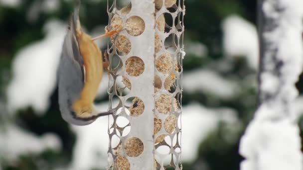 Acercamiento Imágenes Nuthatch Saltando Sobre Alimentador Aves Para Picotear Agresivamente — Vídeo de stock
