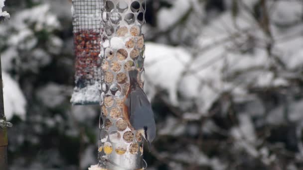 Movimiento Lento Nuthatch Analizando Alimentador Aves Bola Gorda Examinando Escena — Vídeo de stock