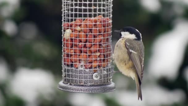 Shallow Focus High Quality Closeup Coal Tit Bird Prancing Peanut — Αρχείο Βίντεο