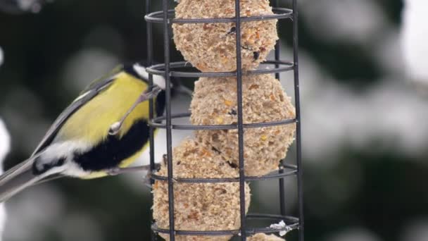Close Great Tit Bird Feeding Fat Balls Bird Feeder Wintry — Αρχείο Βίντεο
