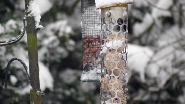 Slow Motion Uncommon Site Robin Feeding Bird Feeder Wintry Snowy — Stock Video