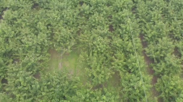 Slowmo Aerial New Zealand Cherry Orchard — стоковое видео