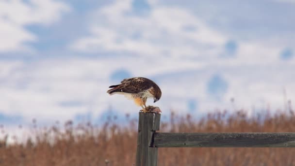 红尾鹰吃它的猎物 — 图库视频影像