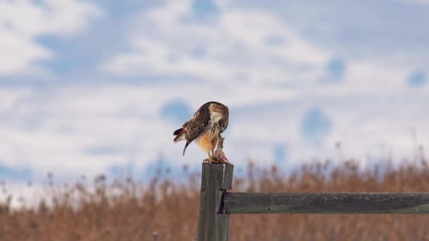 Red Tailed Hawk Memakan Mangsanya — Stok Video