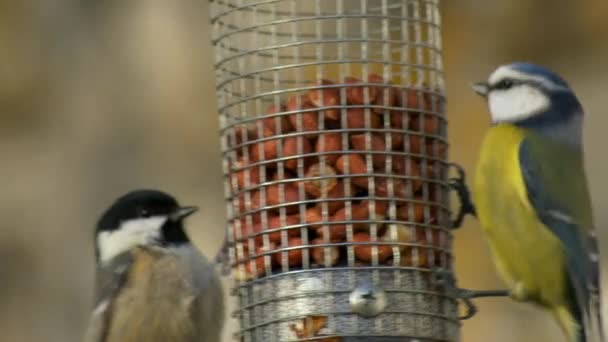 Coal Tit Blue Tit Compete Food Peanut Bird Feeder — Video Stock