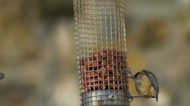 Coal Tit Swinging Eating Peanut Bird Feeder — Wideo stockowe