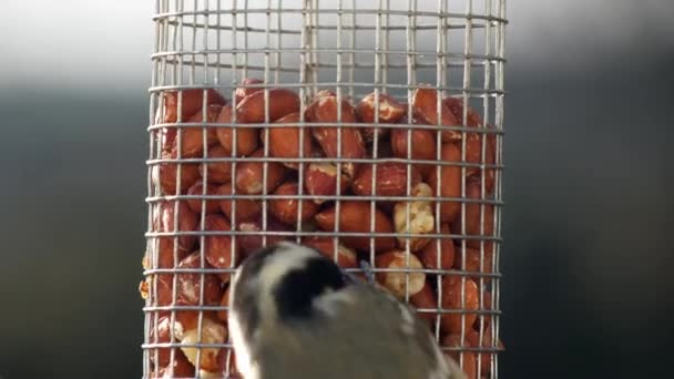 Close Group One Three Long Tailed Tits Feeding Peanut Bird — Stok video