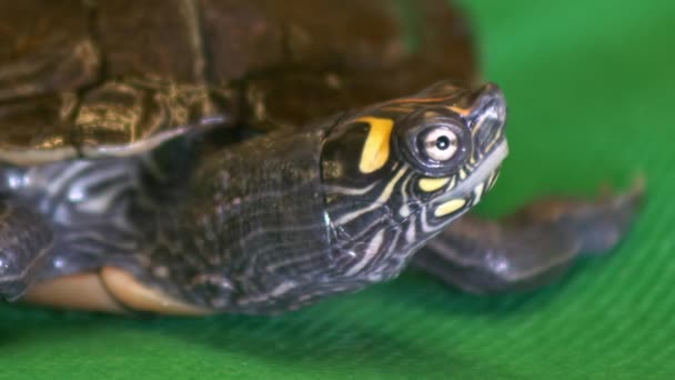 Närbild Förvirrad Ser Karta Sköldpadda Grön Tygduk För Grön Skärm — Stockvideo