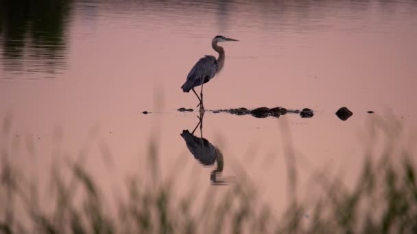 Ein Großer Blauer Reiher Angelt Teich Bei Sonnenuntergang — Stockvideo