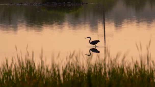 Great Blue Heron Fishing Pond Sunset — Stock Video
