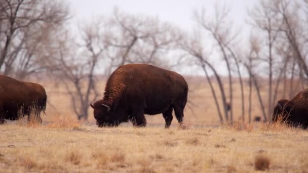 Troupeau Bisons Amérique Dans Réserve Nationale Faune Arsenal Des Rocheuses — Video