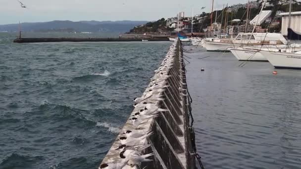 Pan Slow Motion Wellington Marina White Fronted Terns Winderige Dag — Stockvideo