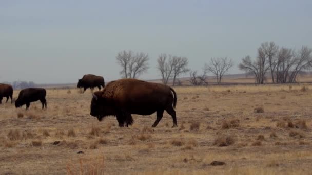 Stádo Amerických Bizonů Rocky Mountain Arsenal National Wildlife Refuge — Stock video