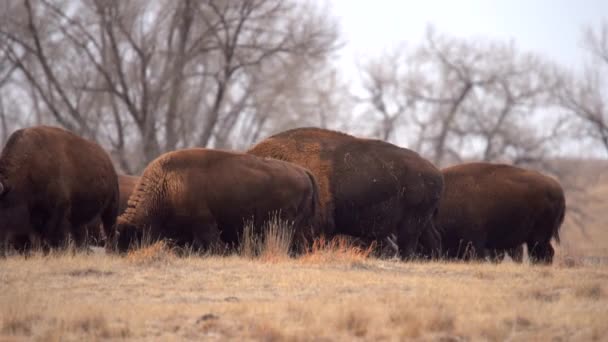 Troupeau Bisons Amérique Dans Réserve Nationale Faune Arsenal Des Rocheuses — Video