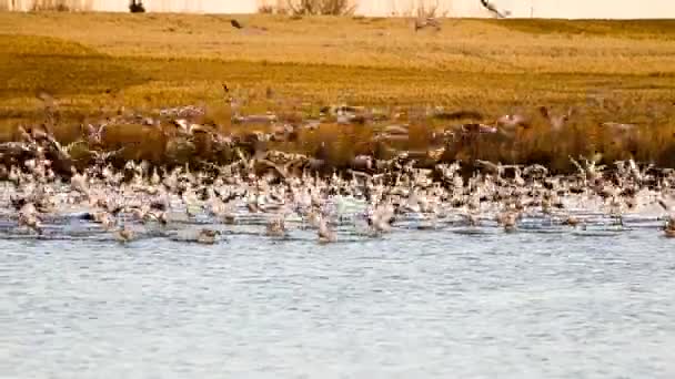 Śnieżne Gęsi Kaczki Krzyżówki Wypływające Jeziora Końcu Świcie Rejonie Wheatland — Wideo stockowe