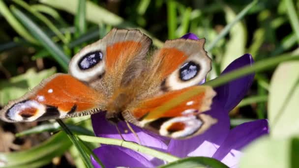 Påfågelfjäril Inspekterar Lila Krokusblomma Solig Dag Slut Skott Det Flyger — Stockvideo