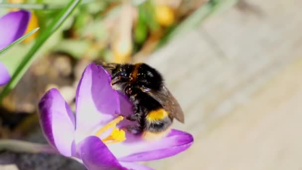 Bourdon Regarde Crocus Violet Envole Recherche Autres Fleurs — Video