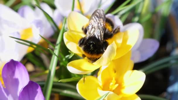 Bumblebee Aninha Crocus Amarelo Dia Ensolarado Brilhante — Vídeo de Stock