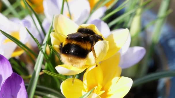 Närbild Humla Samla Pollen Gul Crocus Blomma — Stockvideo