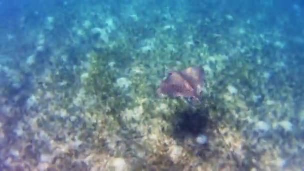 Pov Boku Potápěče Rejnoka Pod Vodou Karibiku San Blas Guna — Stock video