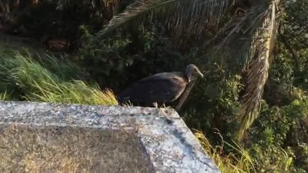 黑色秃鹫在巴拿马运河的背景下起飞并飞走 — 图库视频影像