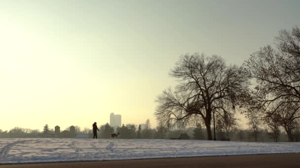 Köpek Şehir Parkında Yürüyor Denver Colorado — Stok video