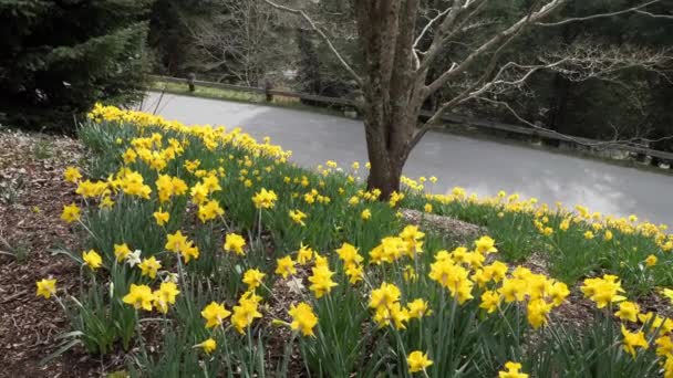 Asheville Kuzey Carolina Daki Biltmore Evi Nin Bahçesinde Nergisler Çiçek — Stok video