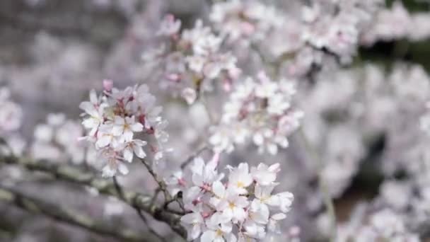 Cherry Tree Bloom Terenie Biltmore House Asheville Północnej Karoliny — Wideo stockowe