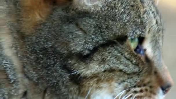 Primo Piano Della Faccia Gatto Tabby Occhi Verdi Incredibili Muoversi — Video Stock