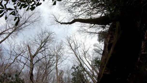 Pan Giù Dalle Cime Degli Alberi Cascata Passato Immergersi Acqua — Video Stock