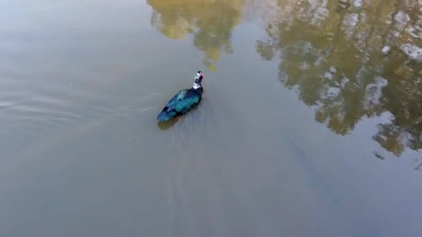 Masculino Muscovy Pato Nadando Carolina Norte Lake Lynn — Vídeo de Stock